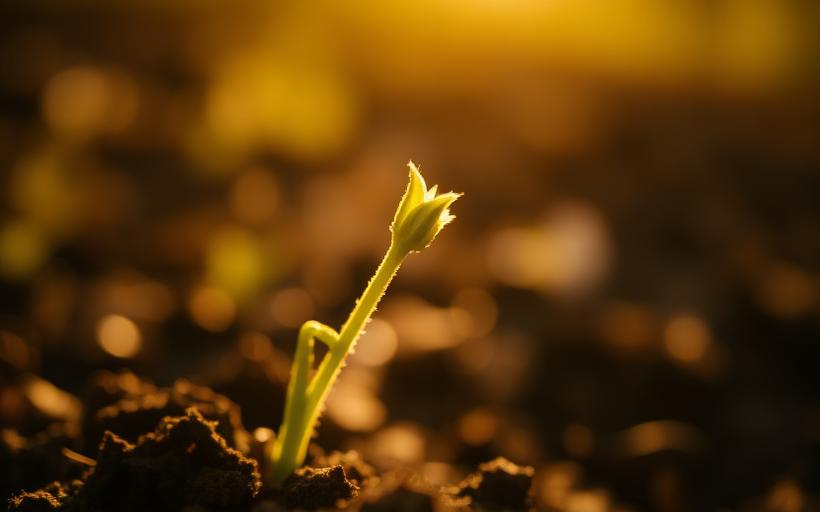 A green sprout emerging from soil in warm sunlight